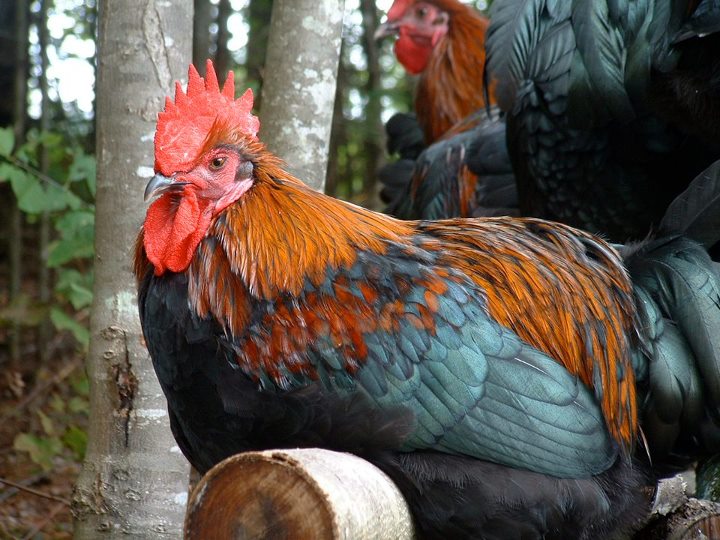 image of a rooster with black and russet feathers. Some of the black feathers have a teal sheen. The rooster is sitting on a log, with trees in the background.