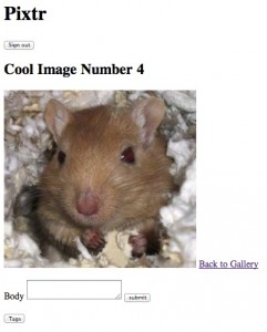 image of an adorable rodent